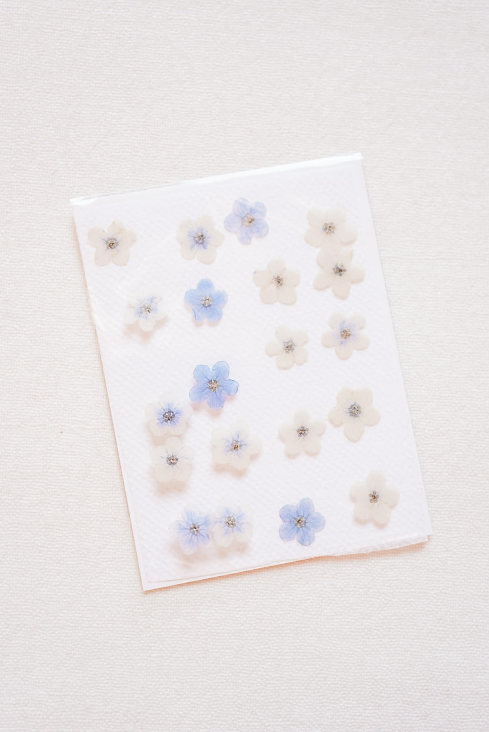 Forget Me Not Dried Flowers